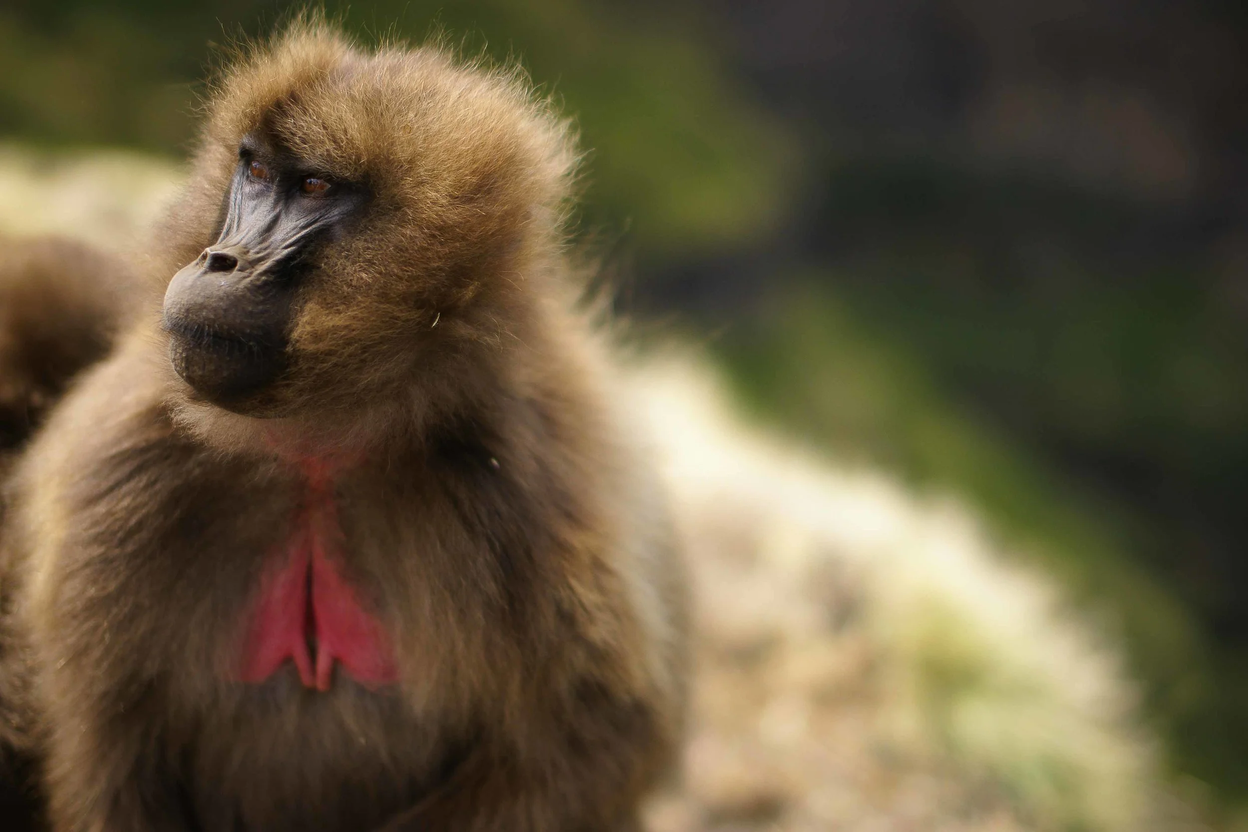 Semien Mountains Gelada Baboons