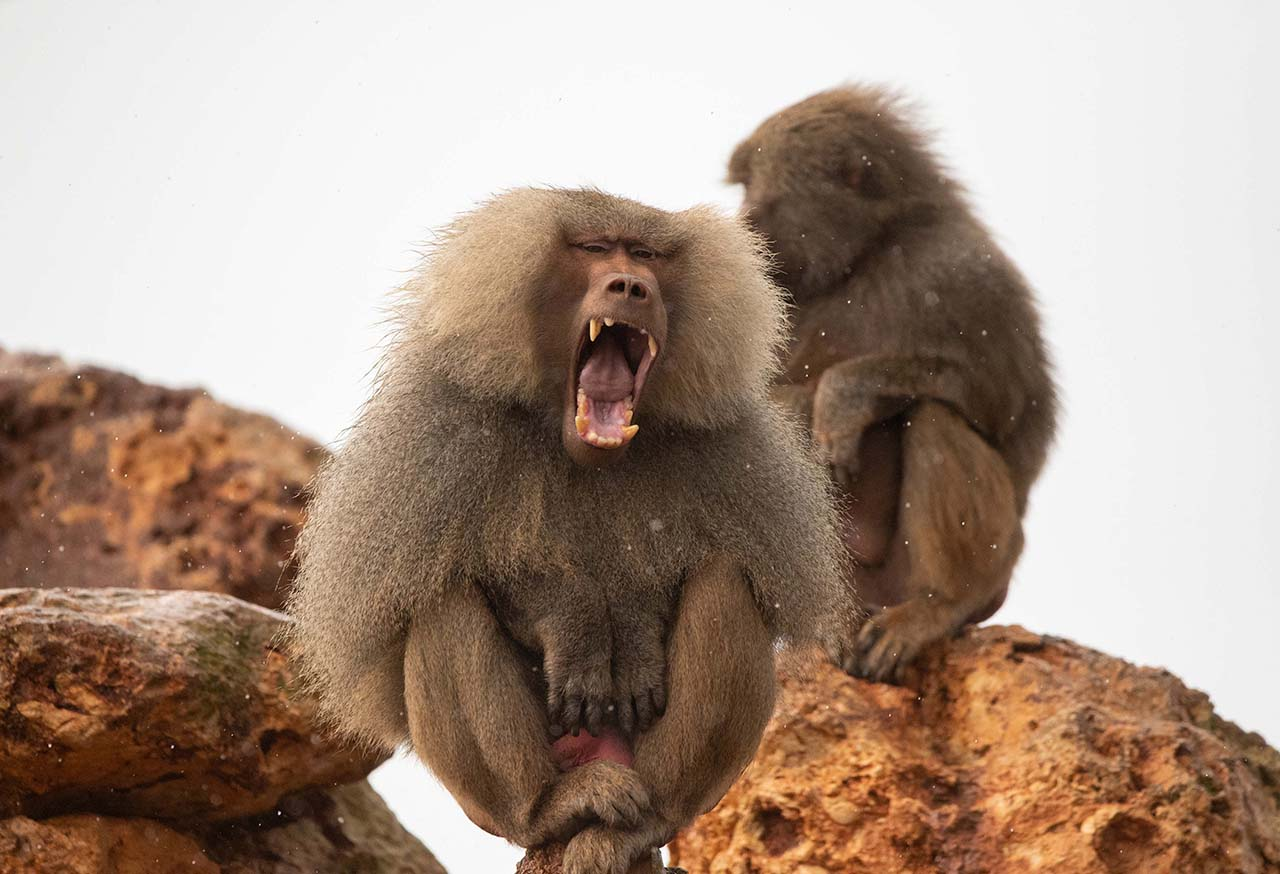 Gelada Baboon