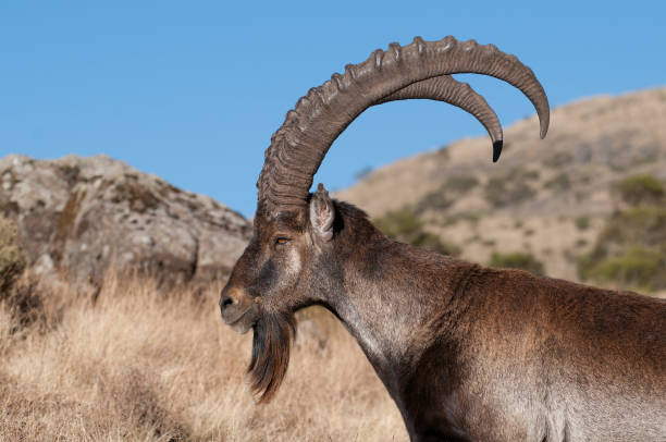 Semien Mountains Wali Ibex